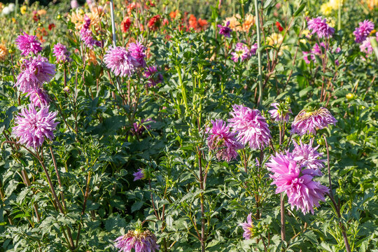 Dahlias bloom in the garden. Bud and bush Dahlia flower. Floral nature