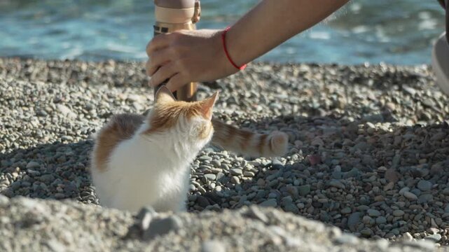Kitten walking beach young cat explores pebble shore near ocean water on a sunny day looking curiously