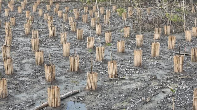 Young mangrove saplings protected by bamboo cages in coastal reforestation project
