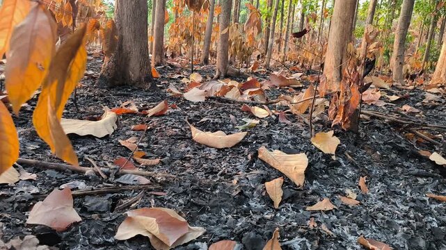 Young trees stand among charred ground and dry fallen leaves after a seasonal forest fire.