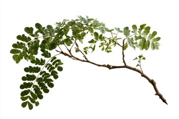 Fototapeta premium Isolated tropical rain tree limb on white studio backdrop with natural bark texture