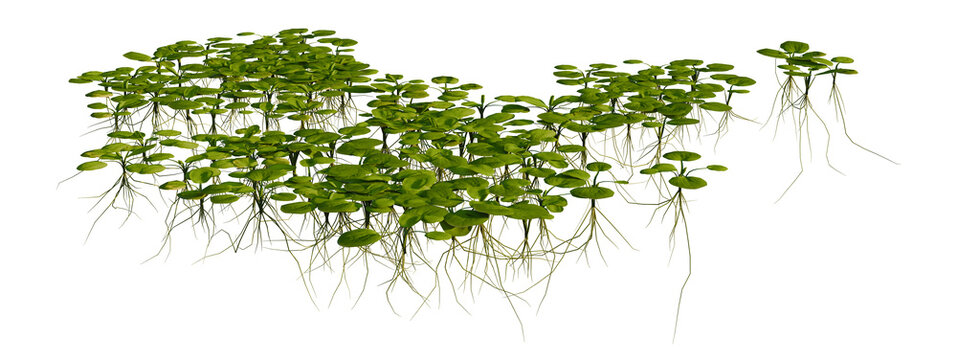 Limnobium laevigatum tree shrub, plant bush, cutout, isolate transparent background, Floating aquatic plants with roots, close-up on lily pads and submerged foliage png