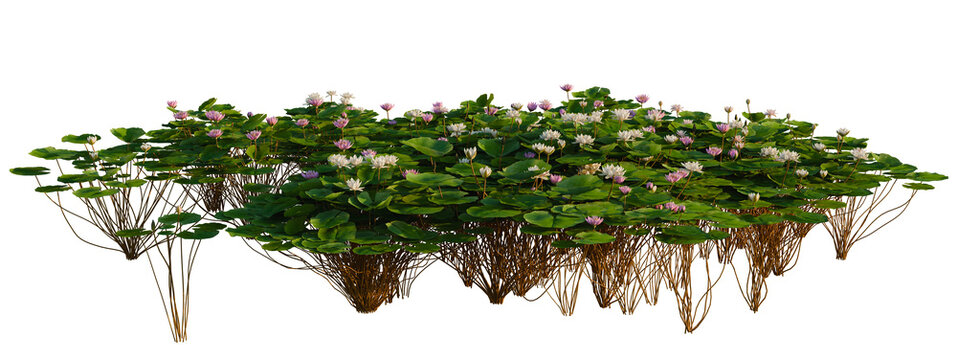 Nymphaea Bisque, Nymphaea LightPink and Nymphaea Orchid tree shrub, plant bush, cutout, isolate transparent background