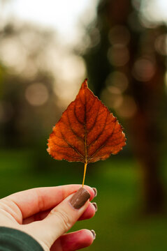 A dry brown autumn leaf held up against a natural outdoor bokeh background.