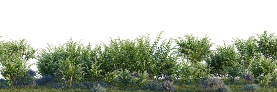 Cestrum nocturnum, Eremophila nivea and Helichrysum ita tree shrub, plant bush, cutout, isolate transparent background