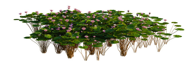 Obraz premium Nymphaea Orchid tree shrub, plant bush, cutout, isolate transparent background, Detailed cluster of water lilies with pink flowers floating on a pond surface, vibrant and natural scene.