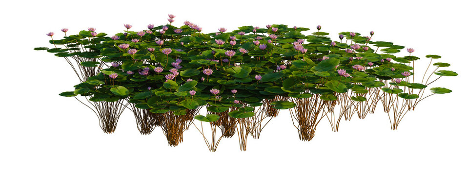 Nymphaea Orchid tree shrub, plant bush, cutout, isolate transparent background, Detailed cluster of water lilies with pink flowers floating on a pond surface, vibrant and natural scene.
