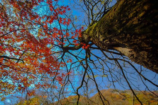 Autumn in the forest of South korea.