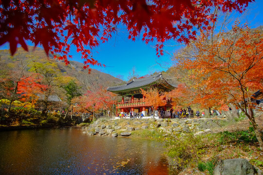 Autumn in the forest of South korea.