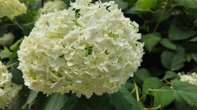 Close-up of a fresh white hydrangea flower cluster in summer bloom
