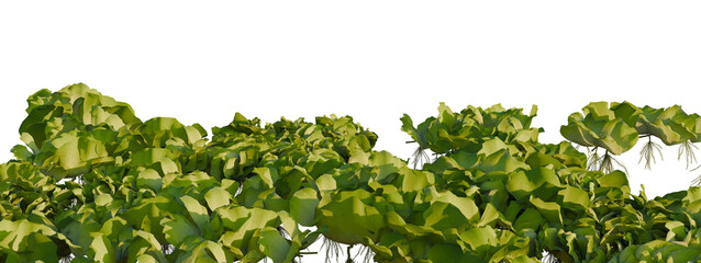 Salvinia natans tree shrub, plant bush, cutout, isolate transparent background, Dense green foliage bush close up, vibrant leaves texture, natural backdrop for design © Peter Hai