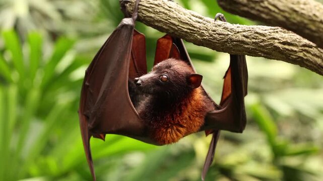 A sleepy flying fox hangs upside down from a tree branch, gently licking its fur as it slowly drifts toward sleep. The relaxed bat looks peaceful and drowsy, resting quietly in its natural habitat.