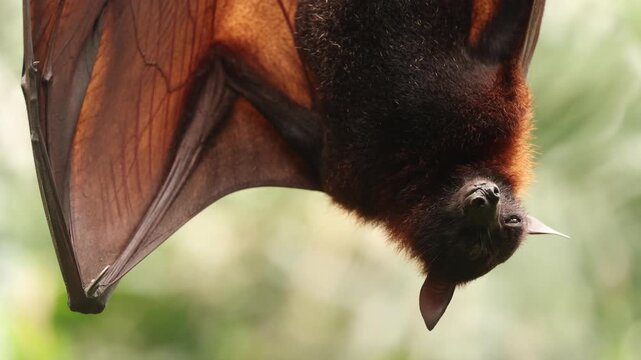 A sleepy flying fox hangs upside down from a tree branch, gently licking its fur as it slowly drifts toward sleep. The relaxed bat looks peaceful and drowsy, resting quietly in its natural habitat.