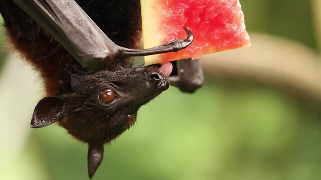 A flying fox hangs upside down from a tree branch while enjoying a juicy piece of watermelon. The fruit-eating bat holds the bright red flesh in its claws and feeds on it, showing its natural behavior
