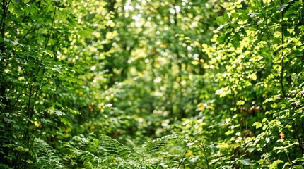 Obraz premium serene forest landscape with lush green foliage and sunlight