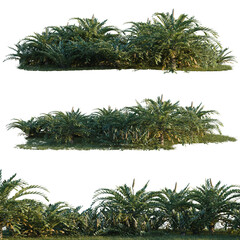Fototapeta premium Zamia furfuracea tree shrub, plant bush, cutout, isolate transparent background, Lush Green Foliage Bushes - Realistic Render for Landscape Design and Nature Themes