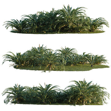 Zamia furfuracea tree shrub, plant bush, cutout, isolate transparent background, Dense Tropical Shrubbery - Three Views for Design and Landscape Visualization