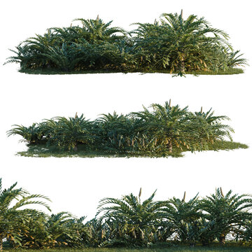 Zamia furfuracea tree shrub, plant bush, cutout, isolate transparent background, Lush Green Foliage Bushes - Realistic Render for Landscape Design and Nature Themes
