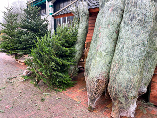Cut Christmas trees wrapped in plastic netting stand ready for sale, highlighting seasonal demand and the tree harvesting process.  © Ann