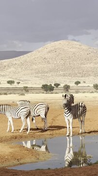 Zebras Standing at a Waterhole in Etosha National Park, Namibia