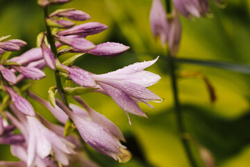 Purple hosta flower closeup. Delicate petals with raindrops. Garden bloom background detail. Soft violet floral texture. Fresh botanical summer scene. Natural ornamental plant. Wet flower macro. © Paweł Michałowski