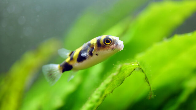 Asselkugelfisch Colomesus asellus Papagei-S&uuml;&szlig;wasserkugelfisch im Aquarium