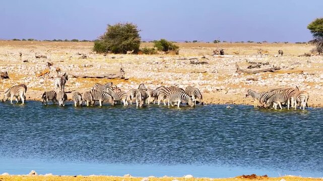 Zebras Gathering at a Waterhole in Etosha National Park, Namibia