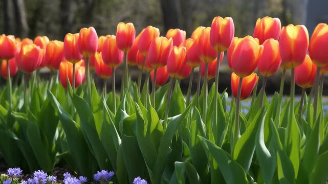 Vibrant Orange Tulips Field in Spring Sunlight