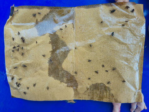 ​Sticky Fly Paper Trap with Caught Houseflies for Pest Control and Food Hygiene