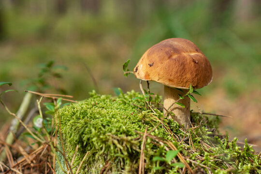 Fresh boletus edulis mushroom growing in green moss in forest ground. Edible wild mushroom foraging, autumn harvest, organic gourmet food and nature environment concept.