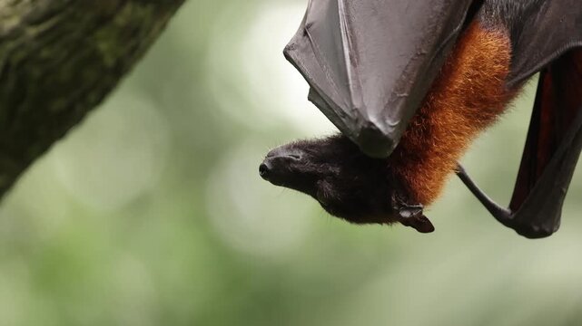A sleepy flying fox hangs upside down from a tree branch, gently licking its fur as it slowly drifts toward sleep. The relaxed bat looks peaceful and drowsy, resting quietly in its natural habitat.