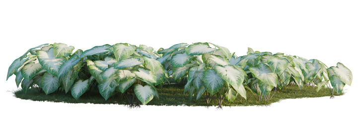 Fototapeta premium Caladium Aaron tree shrub, plant bush, cutout, isolate transparent background, Elegant variegated elephant ear plant shrub isolated on a transparent background for design use.