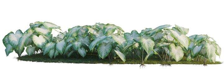 Caladium Aaron tree shrub, plant bush, cutout, isolate transparent background, Group of Silver Philodendron Plants with Lush Green Foliage in a Garden Landscape © DH Tree Stock