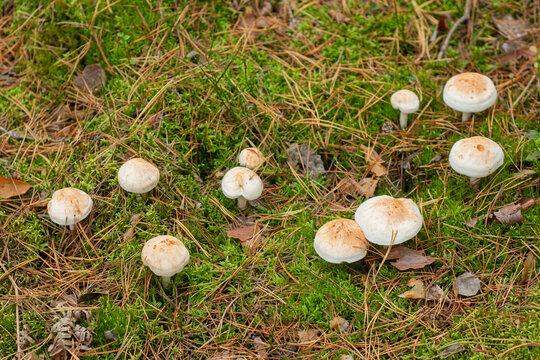 Wild mushrooms growing among green moss, pine needles and forest leaf litter. Natural woodland background for mycology, foraging, ecology, seasonal nature and outdoor editorial content.