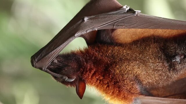 A female flying fox has just given birth to her newborn pup, still covered in blood and attached by the umbilical cord. Hanging upside down from a tree branch, the mother carefully licks and cleans