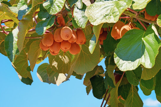 Kiwi  fruiting vine with green leaves and ripe fruit in orchard on sunny autumn day