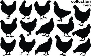 Obraz premium Collection of black silhouettes of hens in various poses isolated on a white background, farm poultry for agricultural
