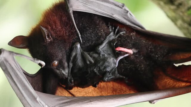 A female flying fox has just given birth to her newborn pup, still covered in blood and attached by the umbilical cord. Hanging upside down from a tree branch, the mother carefully licks and cleans