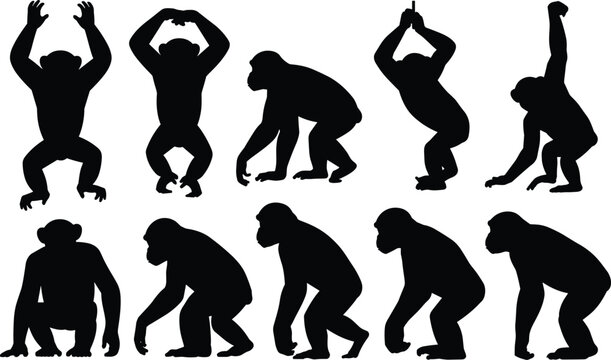 Set of black silhouettes of chimpanzees in various natural poses, including standing, sitting, and climbing, isolated on white background