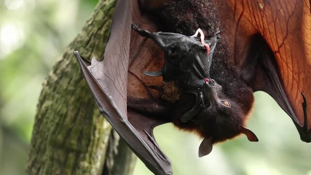 A female flying fox has just given birth to her newborn pup, still covered in blood and attached by the umbilical cord. Hanging upside down from a tree branch, the mother carefully licks and cleans