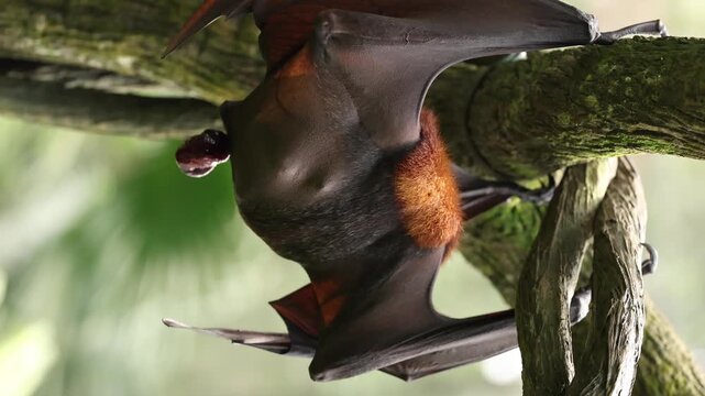 A female flying fox has just given birth to her newborn pup, still covered in blood and attached by the umbilical cord. Hanging upside down from a tree branch, the mother carefully licks and cleans