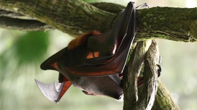 A female flying fox has just given birth to her newborn pup, still covered in blood and attached by the umbilical cord. Hanging upside down from a tree branch, the mother carefully licks and cleans