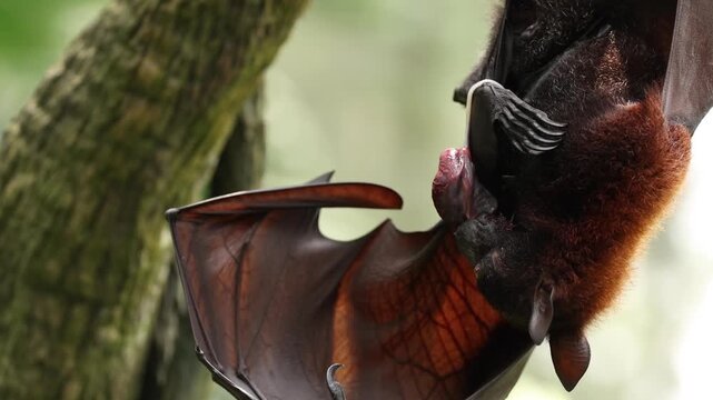 A female flying fox has just given birth to her newborn pup, still covered in blood and attached by the umbilical cord. Hanging upside down from a tree branch, the mother carefully licks and cleans