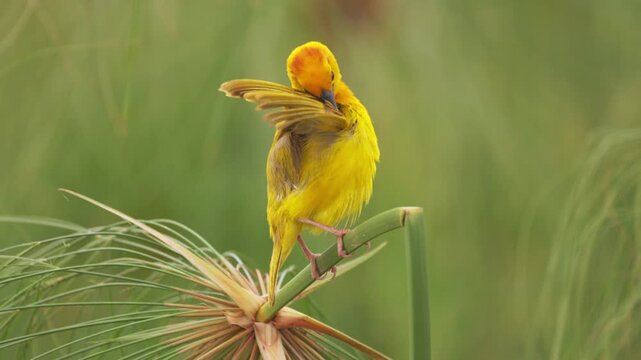 A small yellow African bird perched in the natural environment of Amboseli National Park, Kenya, photographed during a wildlife safari.