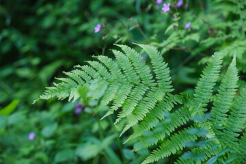 Close-up of bright green fern fronds with small purple wild flowers blooming in background, showcasing vibrant forest floor flora and summer nature © Olivier