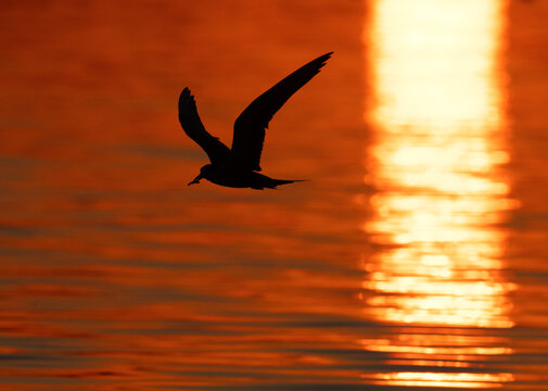 White-cheeked Tern with a fich catch and dramatic reflection of sunlight at Tubli bay, Bahrain