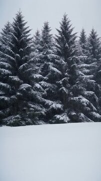 Snow falling gently against a dark evergreen forest vertical video