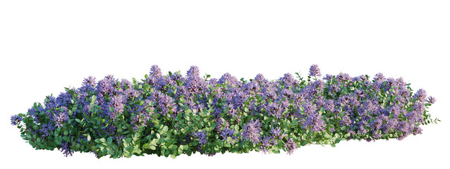 Fototapeta premium Thymus serpyllum tree shrub, plant bush, cutout, isolate transparent background, Purple Lavender Bush with Blooming Flowers Isolated on a Transparent Background for Design
