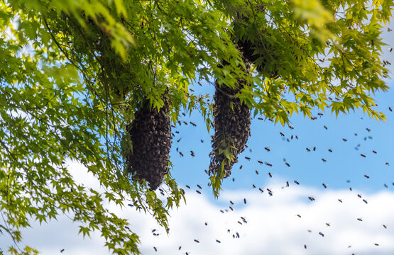 A swarm of honey bees forming two clusters around the queen looking for a new hive