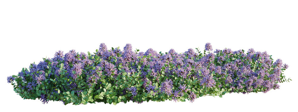 Thymus serpyllum tree shrub, plant bush, cutout, isolate transparent background, Purple Lavender Bush with Blooming Flowers Isolated on a Transparent Background for Design